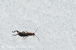 Foto: Zweipunkt-Ohrwurm (Anechura bipunctata)
