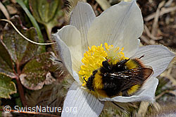 Distelhummel (Bombus soroeensis) auf Frühlings-Anemone (Pulsatilla vernalis) (28.05.2021, C190034)