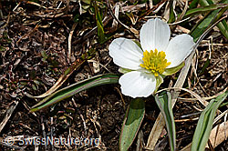 Pyrenäen-Hahnenfuss (Ranunculus kuepferi) (C190168) Pyrenäen-Hahnenfuss (Ranunculus kuepferi) (C190168)