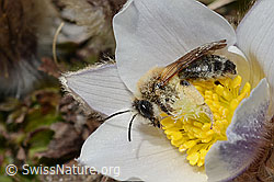 Foto: Erzfarbene Düstersandbiene (Andrena nigroaenea) auf Frühlings-Anemone (Pulsatilla vernalis)