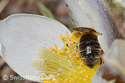Foto: Erzfarbene Düstersandbiene (Andrena nigroaenea) auf Frühlings-Anemone (Pulsatilla vernalis)