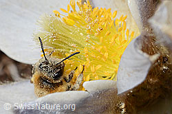 Foto: Erzfarbene Düstersandbiene (Andrena nigroaenea) auf Frühlings-Anemone (Pulsatilla vernalis)