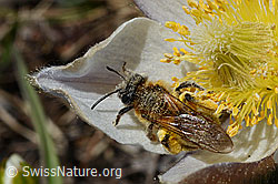 Foto: Erzfarbene Düstersandbiene (Andrena nigroaenea) auf Frühlings-Anemone (Pulsatilla vernalis)