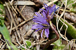 Grosses Alpenglöckchen (Soldanella alpina) (C190820) Grosses Alpenglöckchen (Soldanella alpina) (C190820)