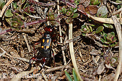 Foto: Zweipunkt-Ohrwurm (Anechura bipunctata)