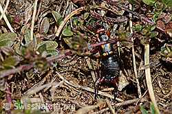Foto: Zweipunkt-Ohrwurm (Anechura bipunctata)