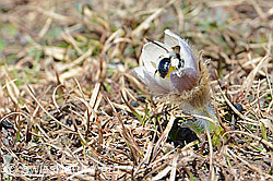 Foto: Graue Sandbiene (Andrena cineraria) an Frühlings-Anemonen (Pulsatilla vernalis)