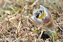 Foto: Graue Sandbiene (Andrena cineraria) an Frühlings-Anemonen (Pulsatilla vernalis)