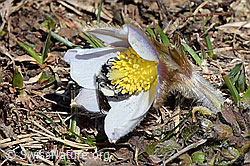 Foto: Graue Sandbiene (Andrena cineraria) an Frühlings-Anemonen (Pulsatilla vernalis)