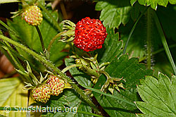 Wald-Erdbeere (Fragaria vesca) (C192902) Wald-Erdbeere (Fragaria vesca) (C192902)