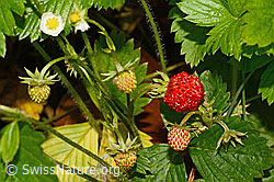 Wald-Erdbeere (Fragaria vesca) (C192907) Wald-Erdbeere (Fragaria vesca) (C192907)