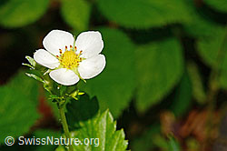 Wald-Erdbeere (Fragaria vesca) (C192911) Wald-Erdbeere (Fragaria vesca) (C192911)