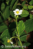 Wald-Erdbeere (Fragaria vesca) (C192913) Wald-Erdbeere (Fragaria vesca) (C192913)