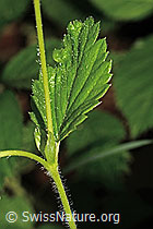 Wald-Erdbeere (Fragaria vesca) (C192915) Wald-Erdbeere (Fragaria vesca) (C192915)