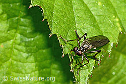 Foto: Gemeine Habichtsfliege (Dioctria hyalipennis)