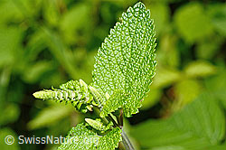 Salbeiblättriger Gamander (Teucrium scorodonia) (C192995) Salbeiblättriger Gamander (Teucrium scorodonia) (C192995)