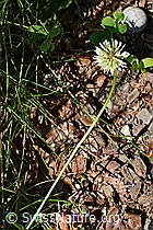 C193043: Kriechender Klee (Trifolium repens)