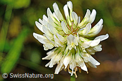 C193046: Kriechender Klee (Trifolium repens)