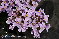 C193299: Kriechendes Täschelkraut (Thlaspi rotundifolium)