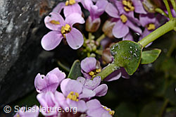 C193301: Kriechendes Täschelkraut (Thlaspi rotundifolium)