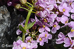 C193302: Kriechendes Täschelkraut (Thlaspi rotundifolium)