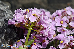 C193304: Kriechendes Täschelkraut (Thlaspi rotundifolium)
