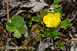 Berg-Hahnenfuss (Ranunculus montanus) (C193363) Berg-Hahnenfuss (Ranunculus montanus) (C193363)