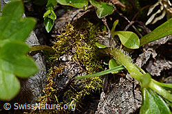 Berg-Hahnenfuss (Ranunculus montanus) (C193366) Berg-Hahnenfuss (Ranunculus montanus) (C193366)
