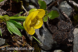 Berg-Hahnenfuss (Ranunculus montanus) (C193367) Berg-Hahnenfuss (Ranunculus montanus) (C193367)
