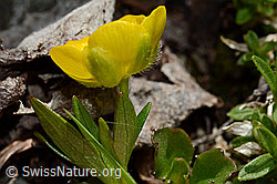 Berg-Hahnenfuss (Ranunculus montanus) (C193368) Berg-Hahnenfuss (Ranunculus montanus) (C193368)