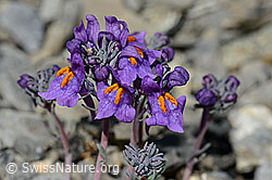 Alpen-Leinkraut (Linaria alpina) (C193389) Alpen-Leinkraut (Linaria alpina) (C193389)