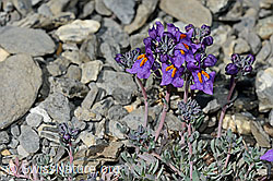 Alpen-Leinkraut (Linaria alpina) (C193391) Alpen-Leinkraut (Linaria alpina) (C193391)