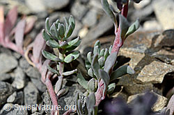 Alpen-Leinkraut (Linaria alpina) (C193392) Alpen-Leinkraut (Linaria alpina) (C193392)