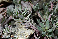 Alpen-Leinkraut (Linaria alpina) (C193394) Alpen-Leinkraut (Linaria alpina) (C193394)