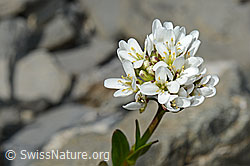 Bach-Gänsekresse (Arabis subcoriacea) (06.2021, C193426)
