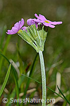 Mehl-Primel (Primula farinosa) (C193467) Mehl-Primel (Primula farinosa) (C193467)