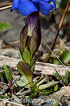 Frühlings-Enzian (Gentiana verna) (C193532) Frühlings-Enzian (Gentiana verna) (C193532)