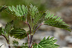 Foto: Kleine Brennnessel (Urtica urens)