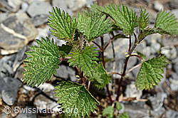 Foto: Kleine Brennnessel (Urtica urens)
