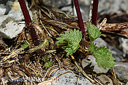 Foto: Kleine Brennnessel (Urtica urens)