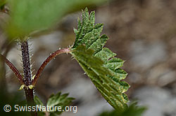 Foto: Kleine Brennnessel (Urtica urens)