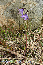 Grosses Alpenglöckchen (Soldanella alpina) (C193964) Grosses Alpenglöckchen (Soldanella alpina) (C193964)