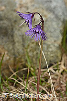 Grosses Alpenglöckchen (Soldanella alpina) (C193965) Grosses Alpenglöckchen (Soldanella alpina) (C193965)
