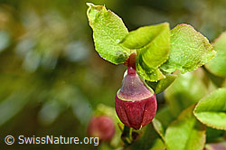 Foto: Heidelbeere (Vaccinium myrtillus)