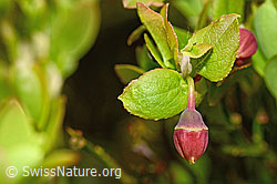 Foto: Heidelbeere (Vaccinium myrtillus)