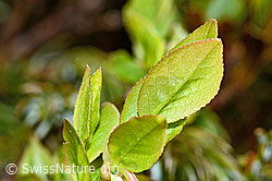 Foto: Heidelbeere (Vaccinium myrtillus)