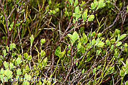 Foto: Heidelbeere (Vaccinium myrtillus)