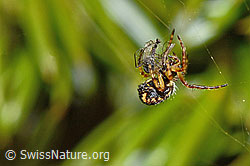 Foto: Eichblatt-Radspinne (Aculepeira ceropegia)