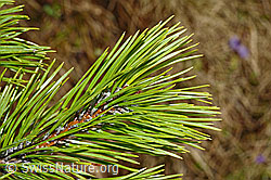 Foto: Bergföhre (Pinus mugo)