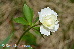 C194174: Eisenhutblättriger Hahnenfuss (Ranunculus aconitifolius)